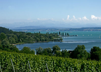 Blick über Weinberge auf den Bodensee