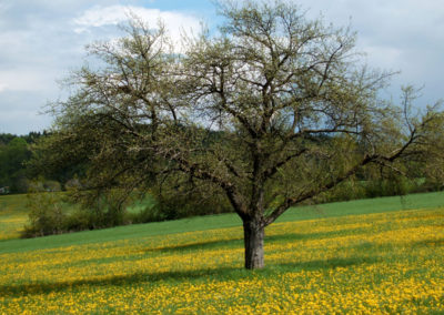 Leuteberg Wiese mit Obstbaum